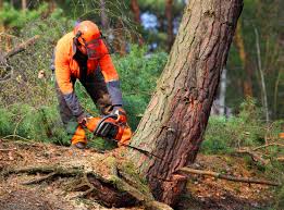 Best Tree Removal Services  in White Hall, WV